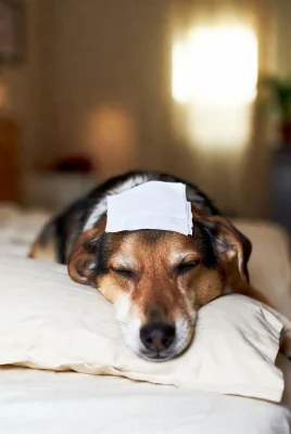 علائم پارووویروس سگ