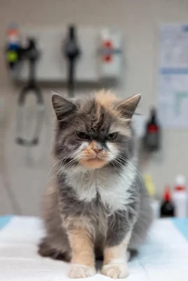 سرطان در گربه‌ها