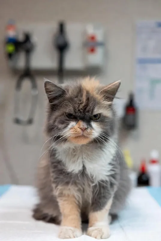 سرطان در گربهها