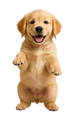 غذای خشک سگ سولواس نژاد سگ توله سگ 