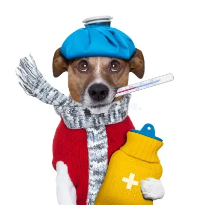 تأثیر مصرف مداوم غذای خشک بر سلامت روده و سیستم ایمنی سگ