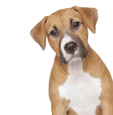 تاثیر غذای خشک بر سلامتی سگ