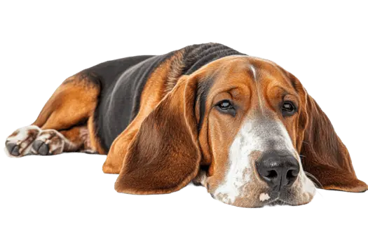 تأثیر مصرف مداوم غذای خشک بر سلامت روده و سیستم ایمنی سگ